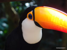 Toucan - Brésil